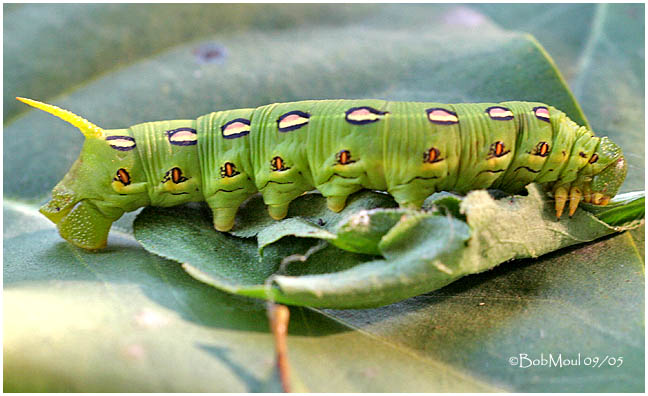 <h5><big>White-lined Sphinx Moth Caterpillar <BR></big><em>Hyles lineata #7894</h5></em>