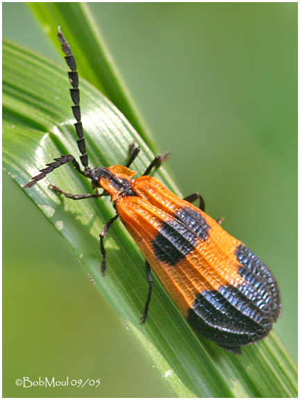 Banded Net-Winged Beetle