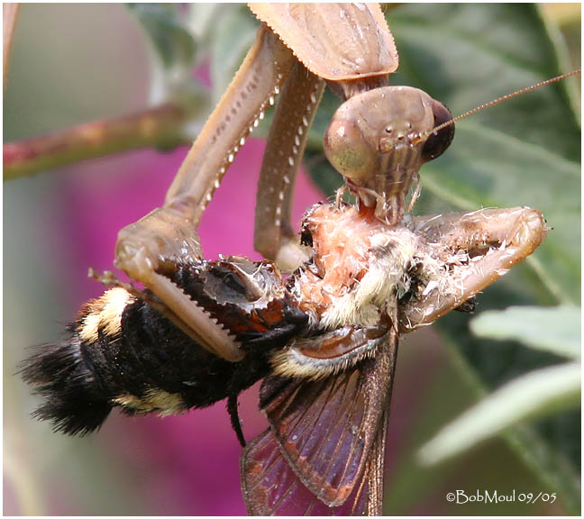 Mantid devours a Clearwing Moth