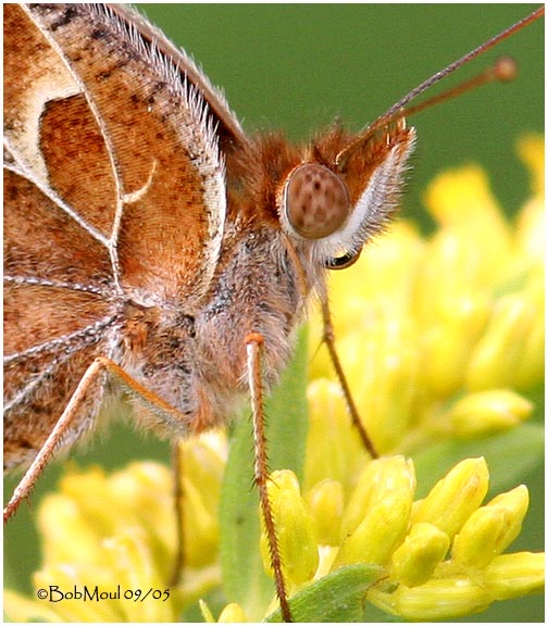 <h5><big>Variegated Fritillary<br></big><em>Euptoieta claudia</h5></em>