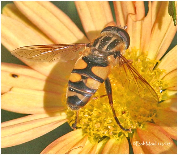 Flower Fly-Female