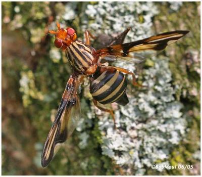 Picture Winged Fly