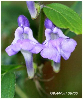 Showy Skullcap