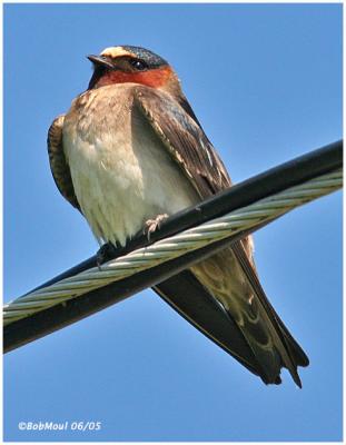 Cliff Swallow