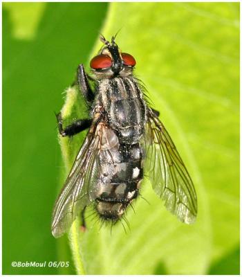 Flesh Fly-Female