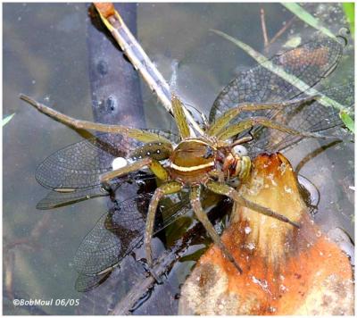 Six Spotted Fishing Spider eating Dragonfly