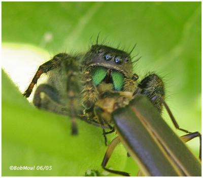 Spider having Lunch