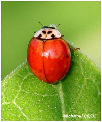 Asian  Ladybird Beetle