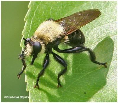 Bee-like Robber Fly- Female