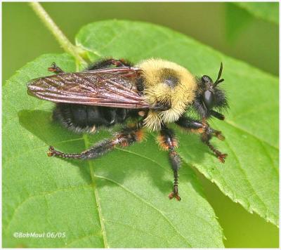 Bee-like Robber Fly