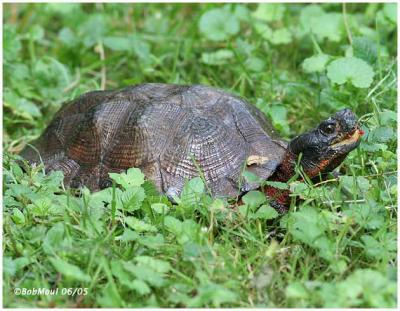 Wood Turtle