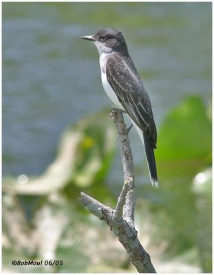 v3/48/95248/3/44944674.EasternKingbird.jpg