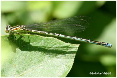 Stream Bluet Female