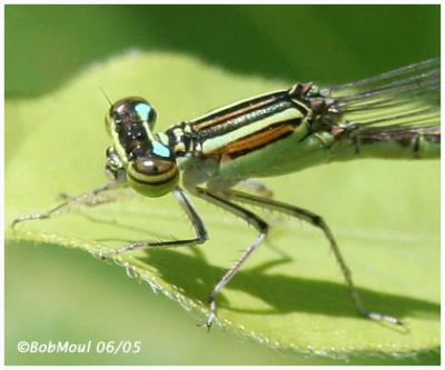 Stream Bluet-Female-Thorax