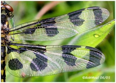 Banded Pennant Female