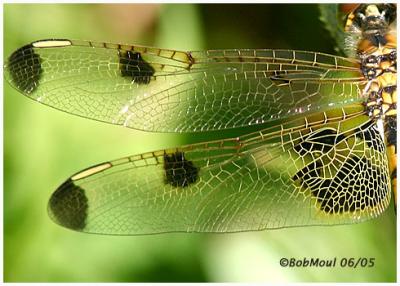 Calico Pennant Female