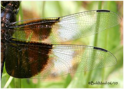 DRAGONFLY WING PATTERNS
