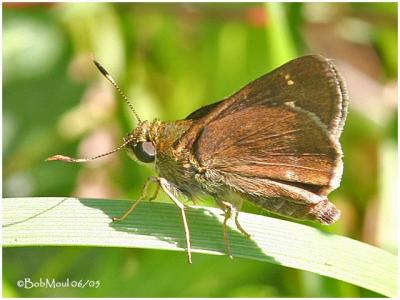 Little Glassy Wing-Female