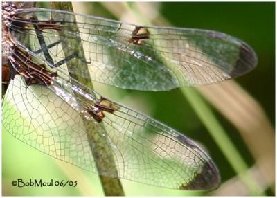 Prince Baskettail