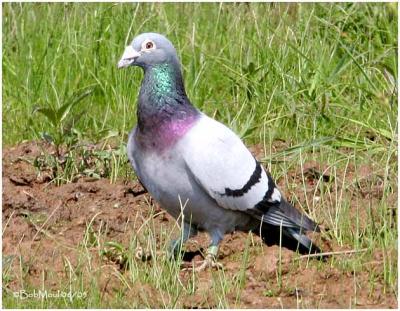 Rock Pigeon (Feral Pigeon) Natural Adult