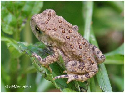 American Toad