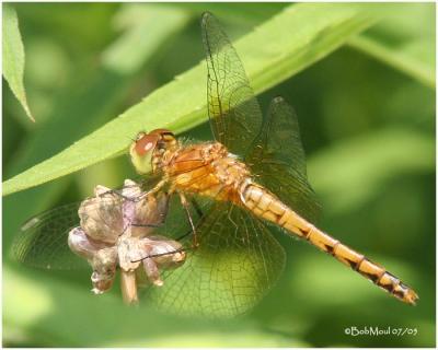 Band-winged Meadowhawk - Female