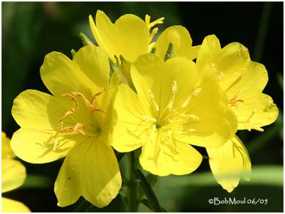 Sundrops