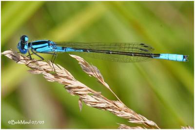 v3/48/95248/3/46083001.AzureBluet.jpg