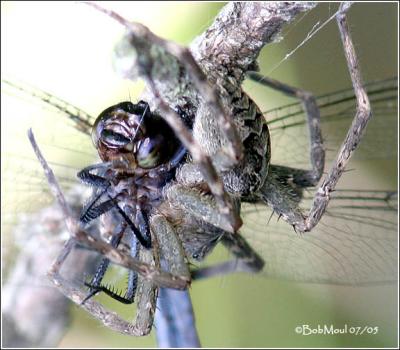 Fishing Spider having a Slaty Skimmer for lunch