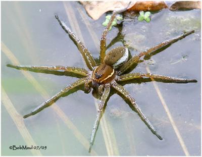 Six Spotted Fishing Spider