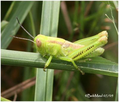 Short Horned Grasshopper-Female Nymph
