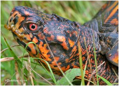 Box Turtle