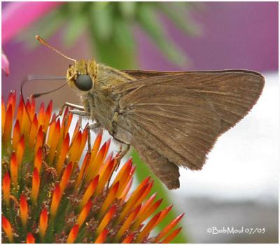 Little Glassy Wing-Female