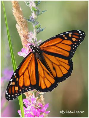 Monarch-MaleDanaus plexippus