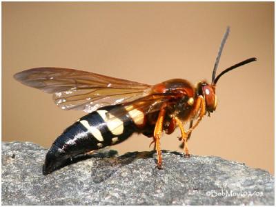 Cicada Killer Wasp