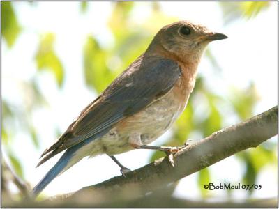 Eastern BlueBird-Juvenile
