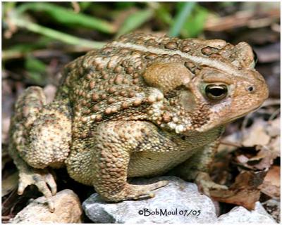 American Toad