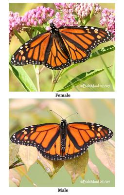 Monarchs Male/FemaleDanaus plexippus