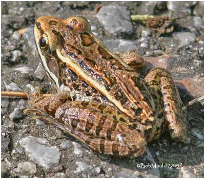 Pickerel Frog