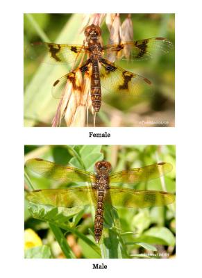 Eastern Amberwing Male/Female