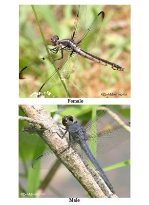 Slaty Skimmer Male/Female