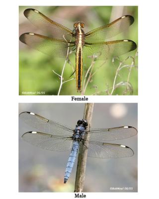 Spangled Skimmer Male/Female