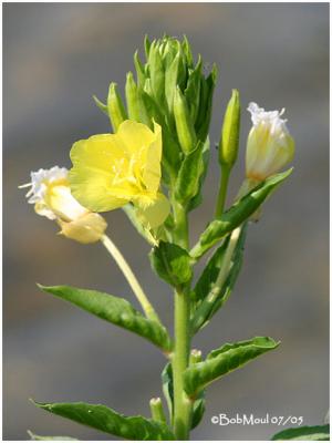 Common Evening Primrose