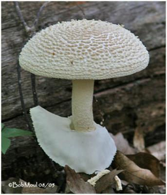 Fungi11