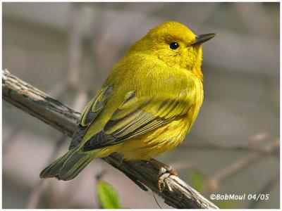 Yellow Warbler