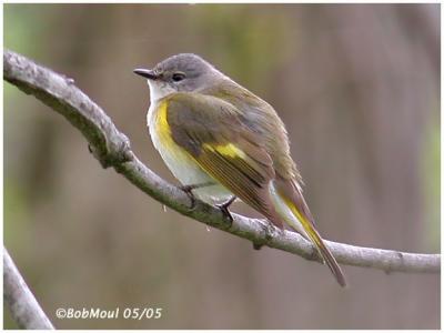 American Redstart-Female