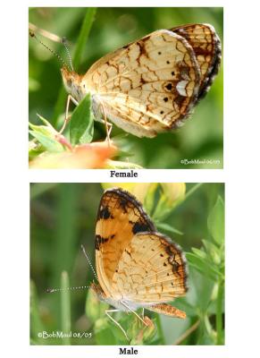 Pearl Crescent