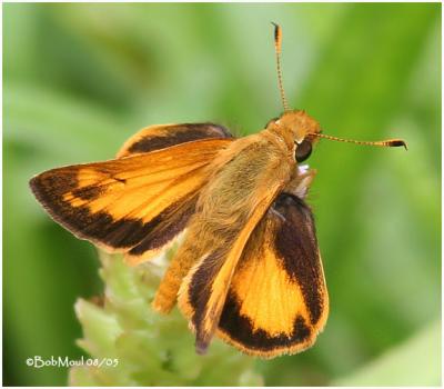 Zabulon Skipper-Male