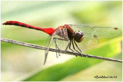Ruby Meadowhawk-Probable