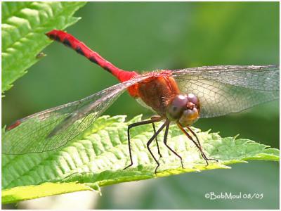 Ruby Meadowhawk-Probable